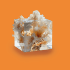 A clear cube with delicate coral-like textures breaking through its surface contains a melange of seafoam whites, fleshy streaks of color, and shell-like forms, against a warm orange backdrop. The cube, which suggests the transgression of boundaries, coastal brightness, breezy salt air, skin, bodies, and youthful play, is a visual representation of the scent of Chronotope Perfume’s Playalinda EdP.