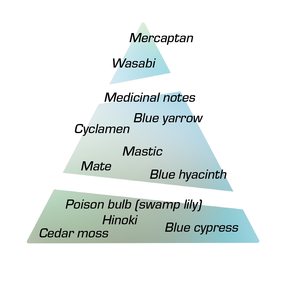Scent pyramid for Chronotope’s Intra Venus Eau de Parfum, a hyacinth fragrance dedicated to the late artist Hannah Wilke